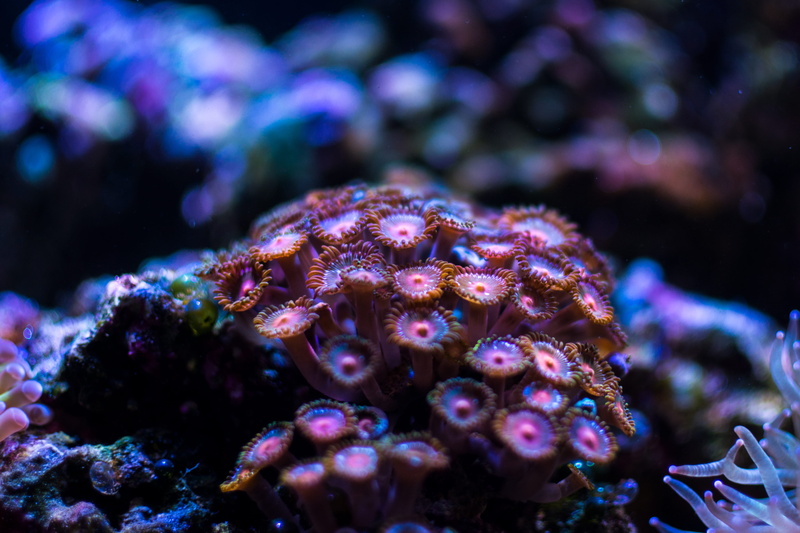 no people, animal themes, animals in the wild, day, aquarium, nature, water, life, sea life, ecosystem, sea, saltwater aquarium, purple, beauty in nature