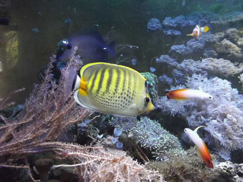 animal themes, no people, vertebrate, Aquarium, beauty in nature, animal wildlife, underwater, outdoors, Butterfly Fish, cay, group of animals, fish, clown fish