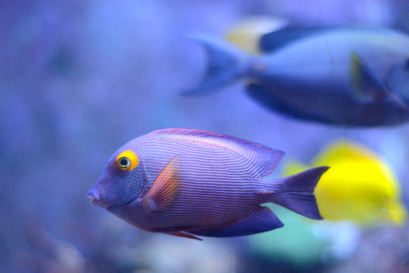 sea life, animal themes, swimming, close-up, water, tank, one animal, yellow, animal, undersea, purple, Sea, marine, fish swarm, Swarm, sea, Water, animals in captivity