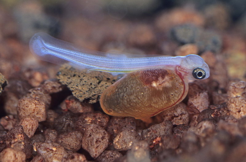 one animal, aquarium, aquatic, fish, swimming Animal, octopus, wildlife, sea, undersea, marine, animal wildlife, animal themes, water, white, selective focus