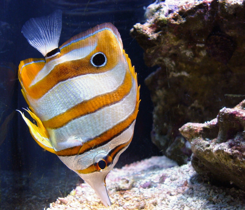 Chelmon rostratus, copperband, animals in the wild, marine, multi Colored, swimming Animal, wildlife, swimming, rostratus, animals in captivity, water