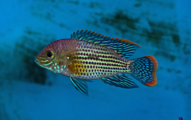 marine, water, animal, close-up, profile view, vertebrate, undersea, sea, one animal, no people, blue, sea life, underwater, 2K, animals in the wild, aquarium
