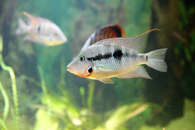 animals in the wild, aggression, underwater, profile view, marine, nature, aquarium, swim, animal, sea life, saltwater fish, fauna, sea, cichlid, animal themes