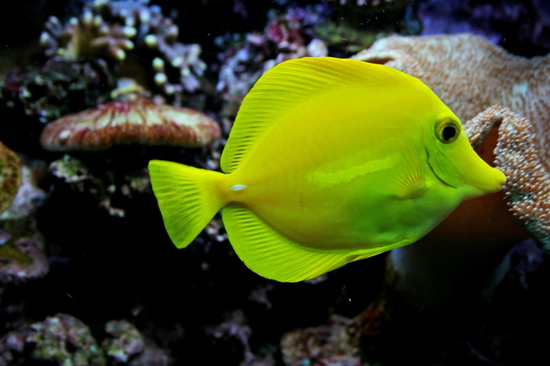 one animal, reef, vertebrate, underwater, water, saltwater, popular, animals in the wild, swim, marine, undersea, coral, swimming, 1080P, animal, sea