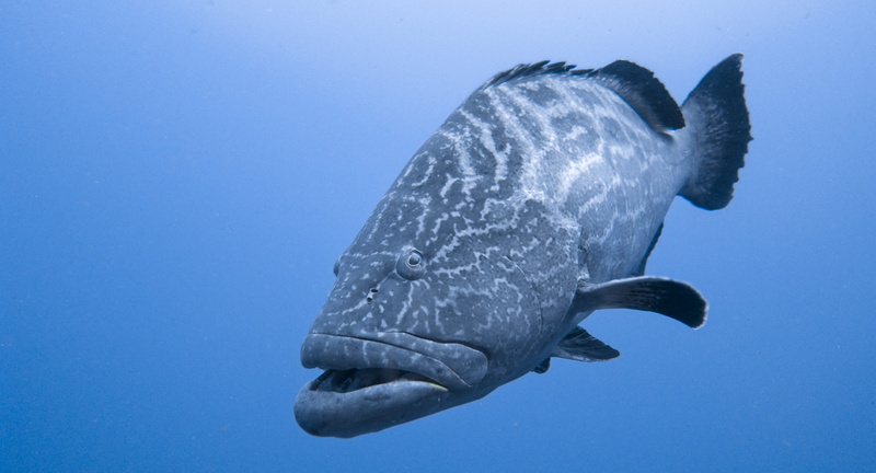 nature, undersea, animal, animal wildlife, gray, black, grouper, grey, underwater, bird, marine, animal themes, fish, outdoors, one animal, blue background