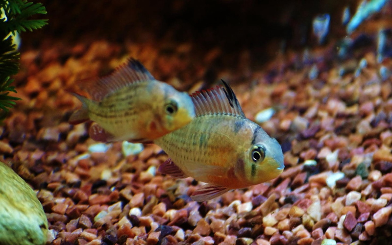 undersea, gray, animal, tank, sea, animal wildlife, sea Life, no people, tropical Climate, minimalism, vertebrate, saltwater fish, multi Colored, animals in the wild