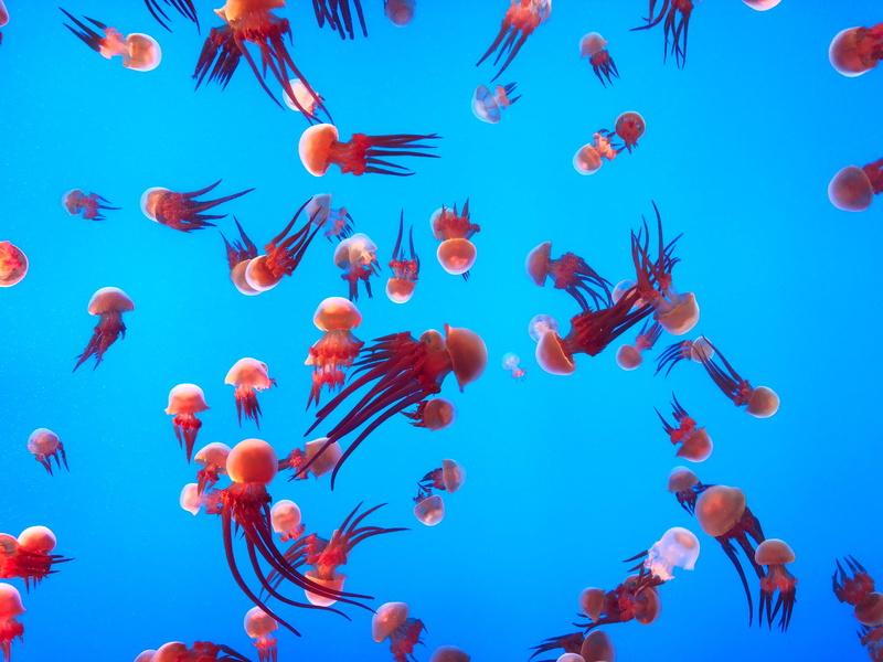 sea life, vertebrate, invertebrate, nature, marine, 4K, aquarium, animal wildlife, sea, water, undersea, ocean, large group of animals, school of fish