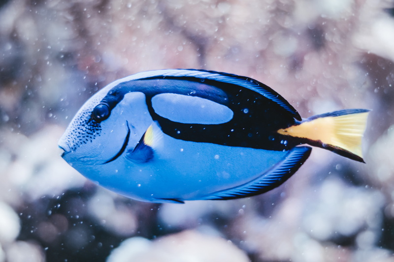 transparent, 5K, one animal, animal themes, day, snow, water, glass - material, poland, vertebrate, wrocław, fish, one, marine, animals in the wild, nature