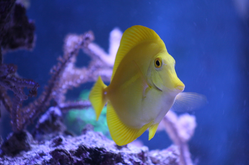 animal wildlife, animal themes, animals in the wild, no people, animal, fish, water, aquarium, nature, animals in captivity, one animal, hawaii doctor fish