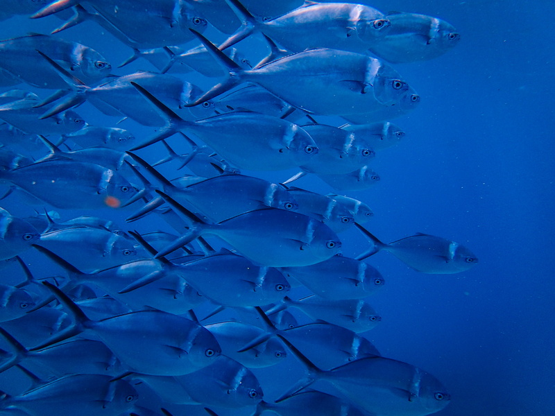 vertebrate, motion, amphiprion, no people, scuba diving, surgeonfish, large group of animals, marine, school of fish, swimming, indoors, animal, ocean