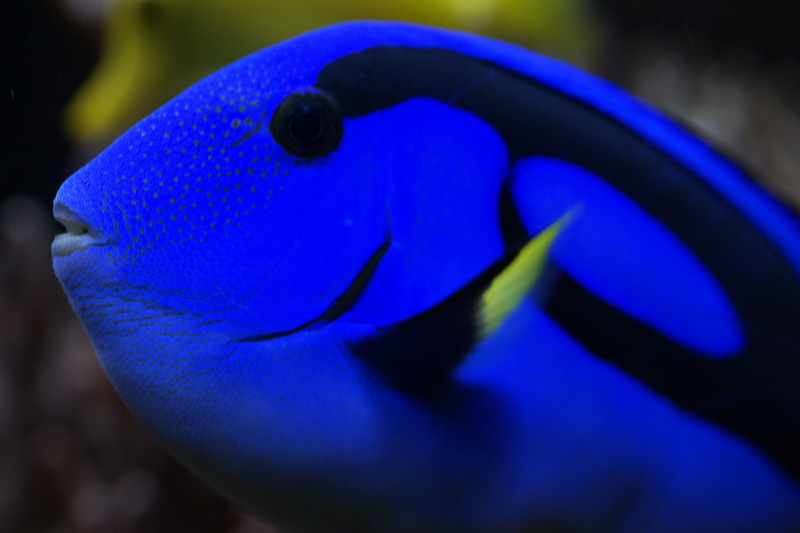 animal wildlife, nature, fish, sea, sea life, marine, animal, hawaii doctor fish, blue, head, aquarium, undersea, animal themes, water, focus on foreground