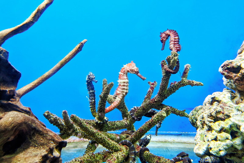 vietnam, 4K, outdoors, animal, sea, group of animals, seaweed, surgeonfish, growth, fish, undersea, nice, animal themes, two, marine, aquatic, nature