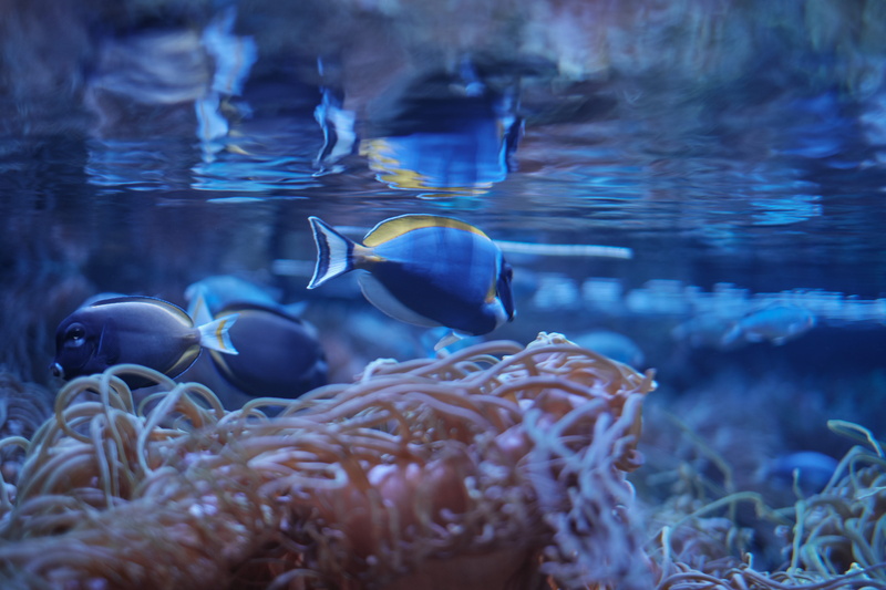 nature, animal wildlife, vertebrate, group of animals, underwater, outdoors, aquarium, amphiprion, fish, ocean, tank, sea life, animal themes, aquatic