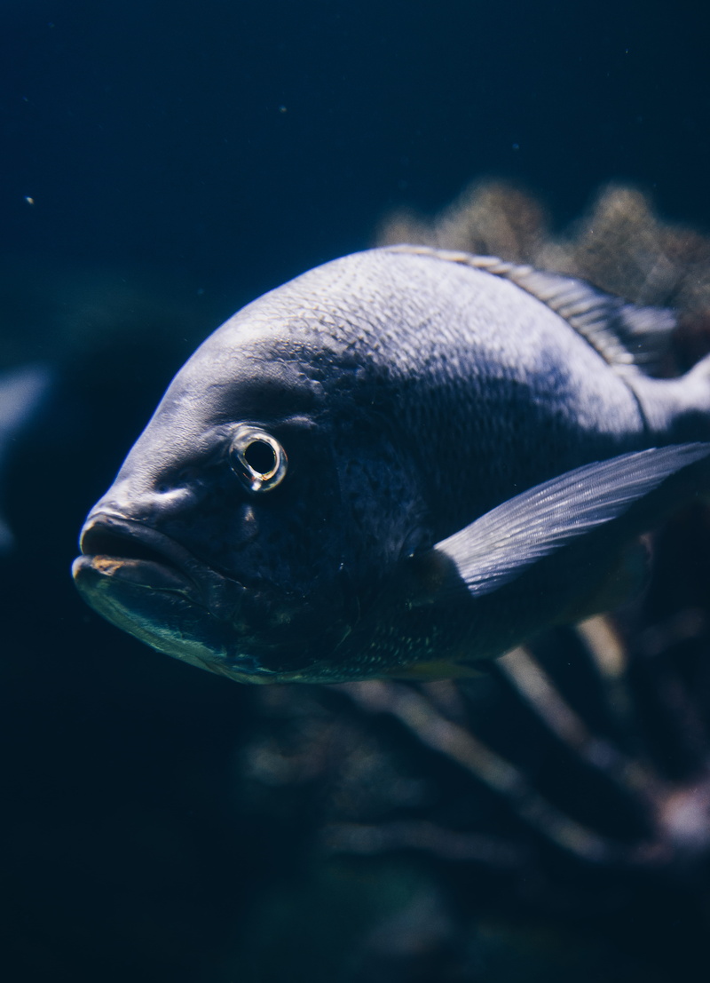 sea life, vertebrate, fish, mexico, acuarium, animal eye, tank, gray, blue, animal themes, whisker, underwater, nature, perch, fishing, swimming, leisure activities