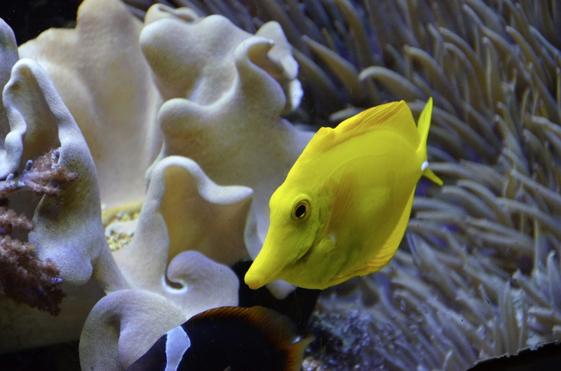 underwater world, one animal, animal themes, animals in the wild, water, aquarium, surgeonfish, close-up, yellow, animal, sea, coral, animal wildlife, beauty in nature