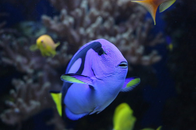 pallet doctor fish, colorful, portrait, swimming, beauty in nature, no people, animal wildlife, reef, toy, invertebrate, undersea, sea animal, underwater world