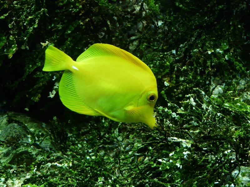 no people, one animal, undersea, vertebrate, zebrasoma flavescens, reef, plant, animal, fish, surgeonfish, aquarium, swim, water, sea life, swimming, underwater