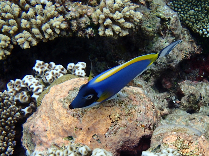 water, profile view, fish, animal wildlife, Surgeonfish, leucosternon, sea, animals in the wild, nature, vertebrate, acanthurus, sea life, animal, marine