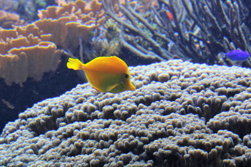 animals in the wild, coral, ecosystem, tropics, fish, angelfish, undersea, coral reef, surgeonfish, underwater, no people, ocean, water, brain coral, invertebrate