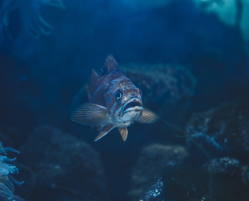 one animal, animals in the wild, aquatic, sea life, no people, reef, gray, water, sea anemone, shoreline, underwater, undersea, sea, animal wildlife, animal