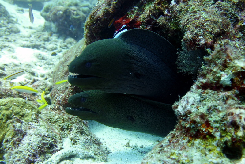 animal wildlife, sea life, one animal, animal themes, rock beauty, outdoors, animal, aquatic, marine, surgeonfish, animals in the wild, fish, water, coral