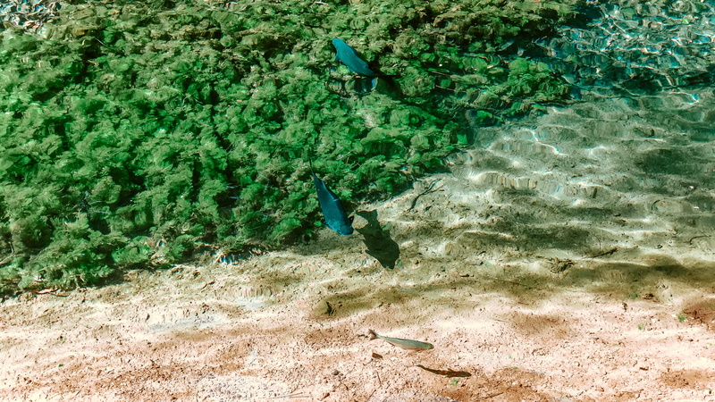 unnamed road, beach, vehicle, animal themes, animal wildlife, bird, coral reef, water, land, high angle view, reef, outdoors, aquatic, nature, manta ray