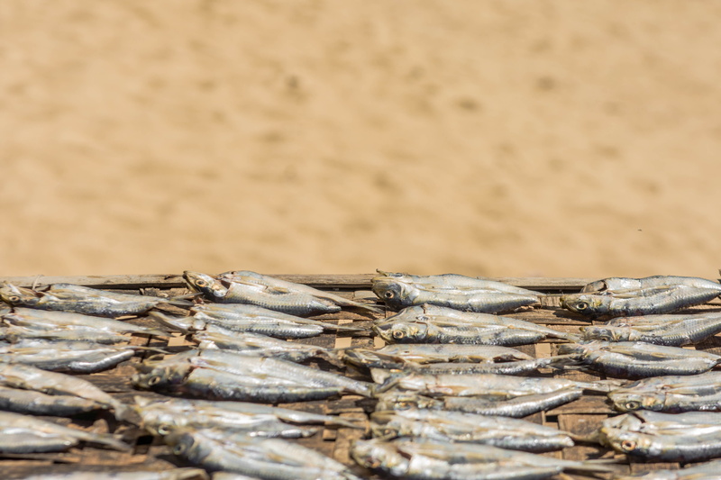 seafood, vertebrate, animal themes, animal, food, tuna, close-up, fishing, coho, abundance, raw, fishing industry, group of animals, day, large group of objects