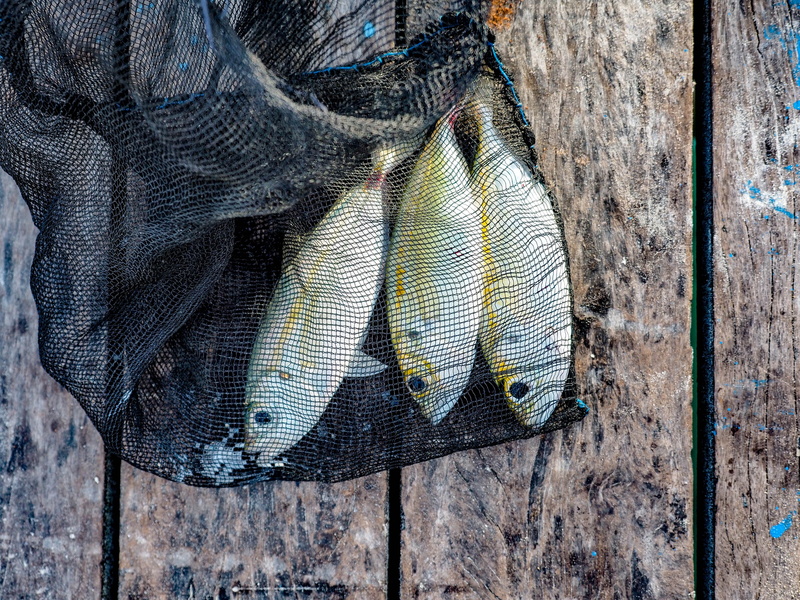 wood - material, person, animal wildlife, clothing, textile, herring, wood, nature, high angle view, textured, fishing industry, rock beauty, sardine, still life