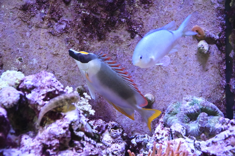 tank, sea, no people, vertebrate, animal, 2K, animal themes, water, amphiprion, fish, sea life, underwater, plant, coral reef, rock beauty, animals in the wild