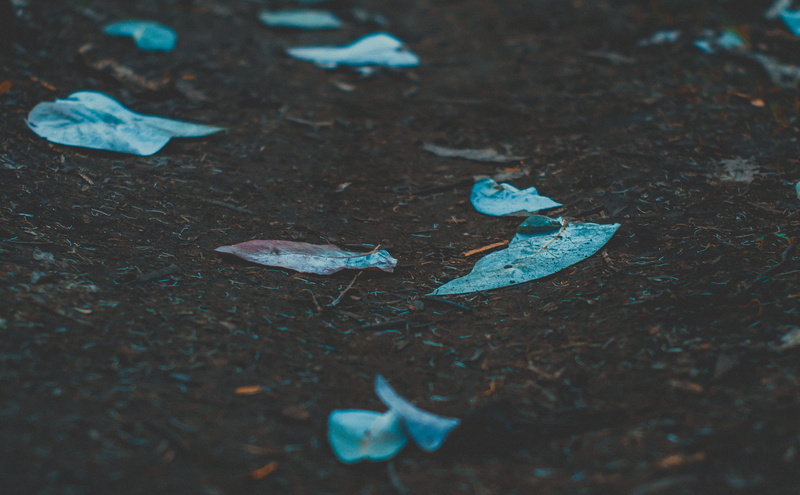 plant part, small, falling, autumn, tarmac, sea life, day, teal, ground, swimming, leaves, animal, dry, 2K, fish, outdoors, surgeonfish, leaf, sand, selective focus