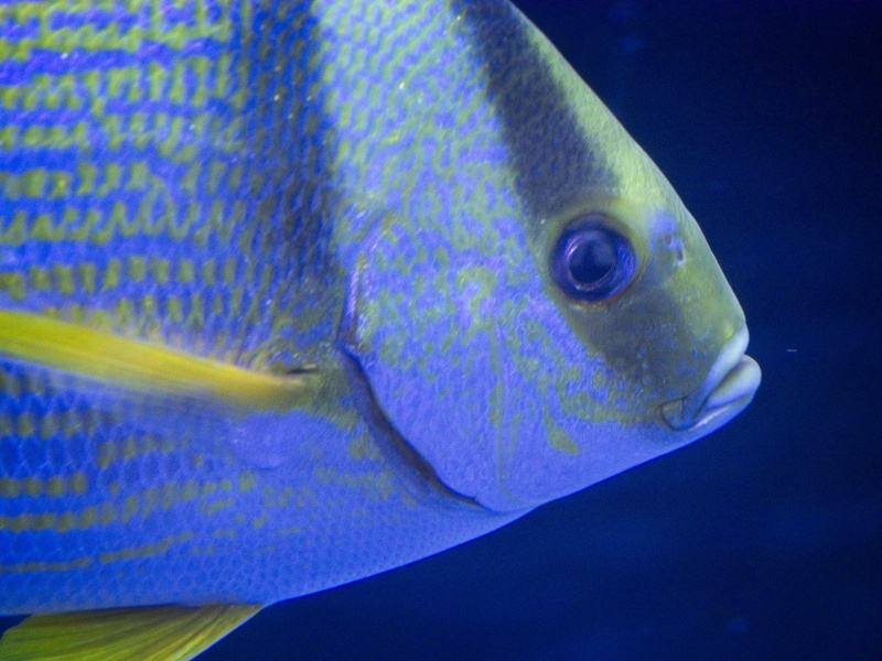 vertebrate, Aquarium, 4K, surgeonfish, close-up, Fish, Blue, marine, angelfish, sea life, aquatic, atlanta, profile view, animals in the wild, atlanta aquarium