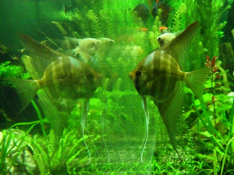 finch, no people, reflection, sea, aquatic, swimming, nature, surgeonfish, animal wildlife, water, aquarium, seaweed, animals in captivity, glass - material