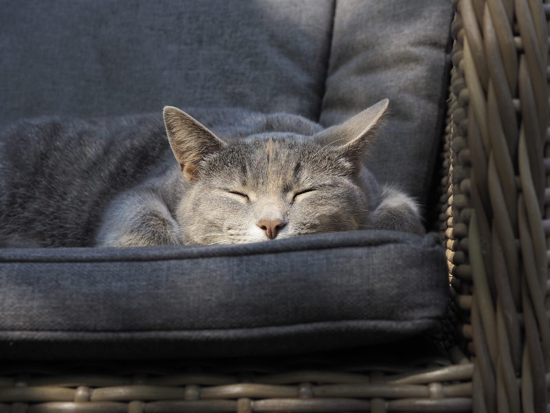 domestic animals, eyes closed, couch, blanket, sleeping, feline, kitten, hardwood, surgeonfish, basket, portrait, animal themes, linen, sofa, home decor