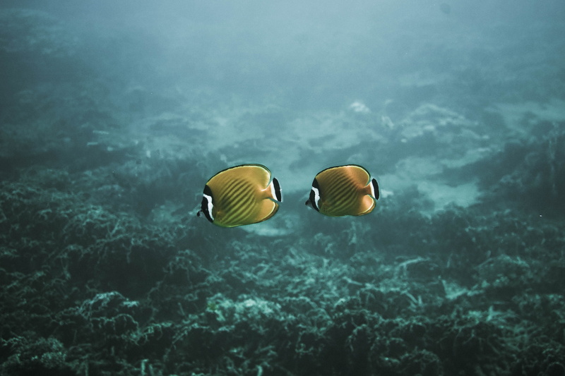 fish, no people, coral, underwater, surgeonfish, two, ocean, glasses, sea life, animal wildlife, ecosystem, saltwater fish, fishes, ko tao, yellow, reef