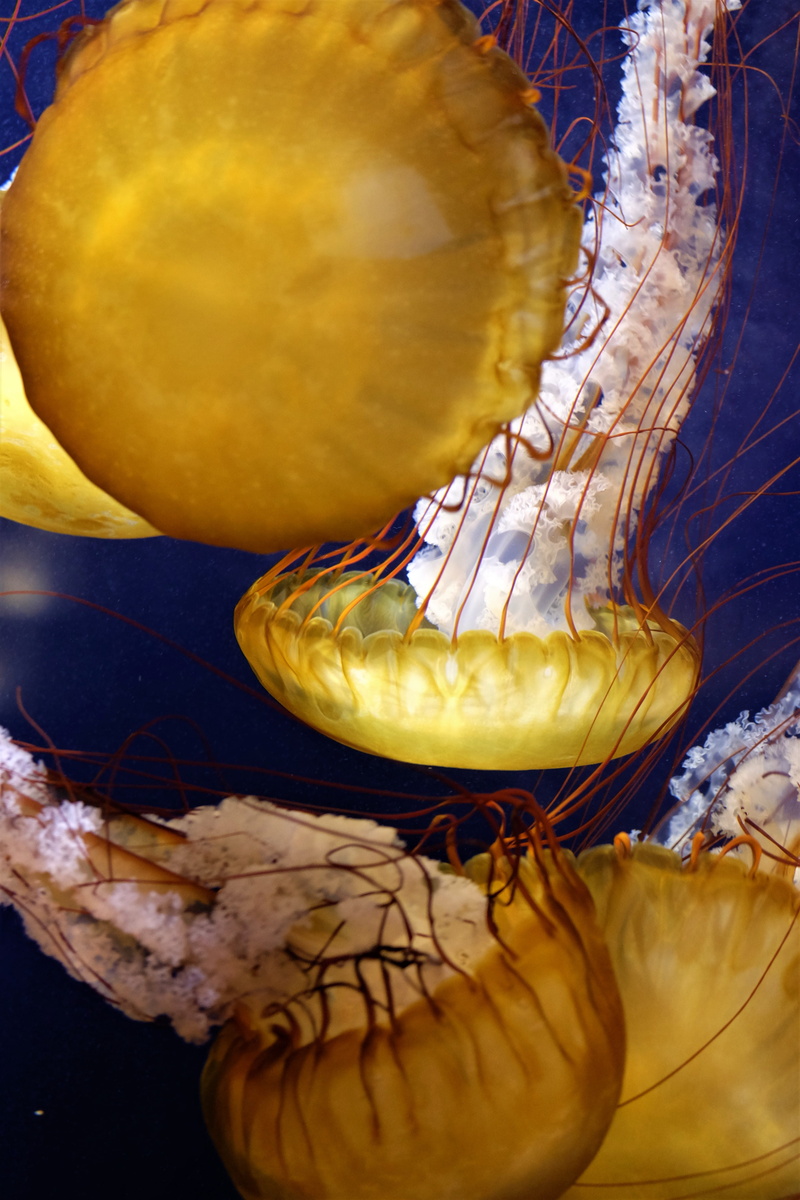 invertebrate, jelly fish, one animal, nature, sea life, 4K, animal themes, animal wildlife, sea, seashell, bread, conch, sea anemone, close-up, food, clam