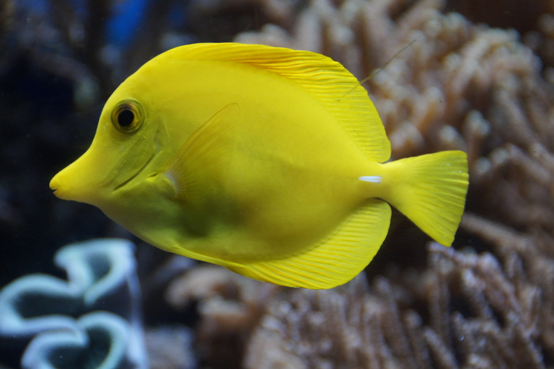 meeresbewohner, vertebrate, sea, water, yellow, sea life, coral, one animal, animal themes, close-up, saltwater fish, animal wildlife, no people, animals in the wild