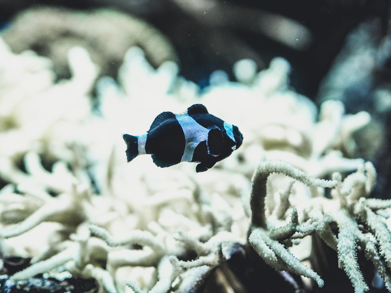 day, animal, sponge animal, aquatic, outdoors, vertebrate, focus, nature, selective, focus on foreground, sea anemone, surgeonfish, animals in the wild