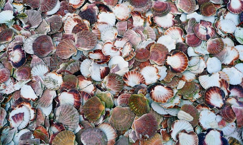 invertebrate, slug, natural pattern, clam, starfish, backgrounds, fish, butterfly, surgeonfish, close-up, still life, freshness, high angle view, shell
