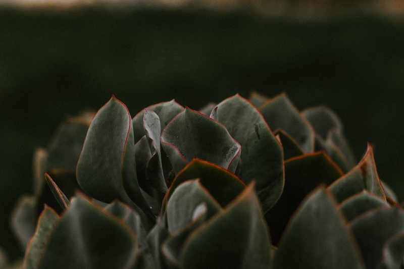 freshness, beauty in nature, sprout, close-up, bud, outdoors, flowering plant, vegetation, cactus, plant part, focus on foreground, lily, sea life, moss