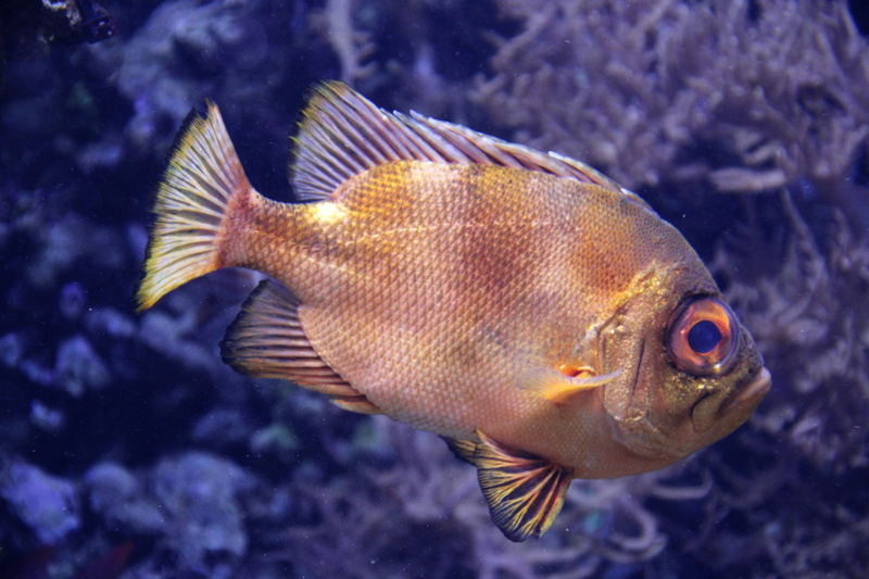 angelfish, sea life, tierpark hagenbeck, no people, animal themes, 5K, underwater, animal wildlife, sea, rock beauty, vertebrate, undersea, perch, surgeonfish