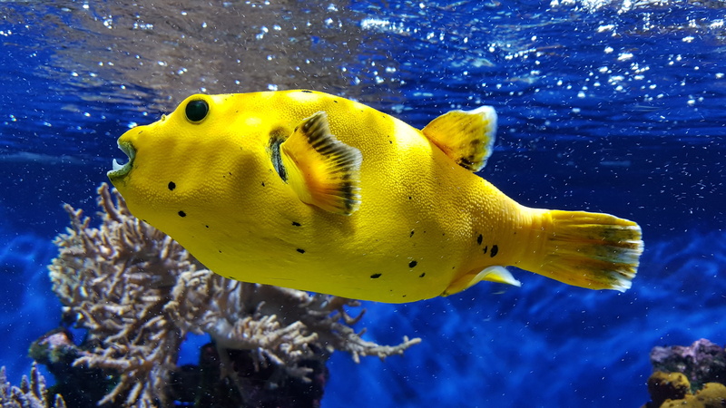 underwater, undewater, undersea, puffer, nature, one animal, amphiprion, ocean, aquarium, yellow, profile view, photography, animal, sea, surgeonfish, swimming