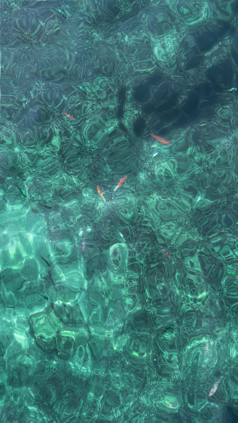 seafood, animal, swimming, full frame, fish, aquatic, aquarium, reef, vertebrate, day, underwater, outdoors, school of fish, high angle view, coral reef