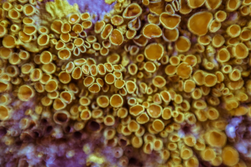 mushroom, water, backgrounds, marine, sea anemone, fish, animal, amphiprion, underwater, close-up, coral reef, outdoors, sea life, ocean, natural pattern