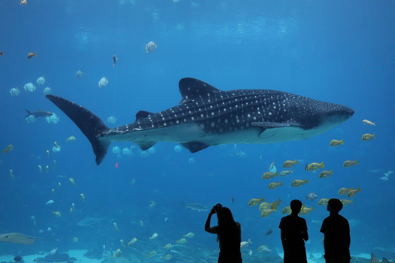 person, coral reef, 5K, undersea, shark, amphiprion, nature, aquatic, underwater, school of fish, whale shark, aquarium, blue, animals in the wild, whale