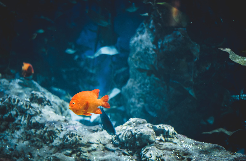 ocean, advertisement, orange, reef, angelfish, vertebrate, no people, 4K, animal themes, rock beauty, billboard, rock, sea life, sea, aquatic, animals in the wild