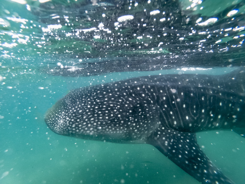 outdoors, animal wildlife, mammal, undersea, sports, sea life, sport, mexico, vertebrate, marine, whale shark, animal themes, no people, water, fish, spotted
