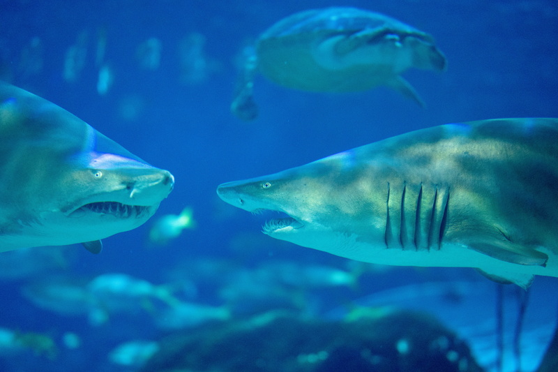 gray, scuba diving, aquatic, animals in captivity, nature, water, undersea, animal themes, outdoors, profile view, vertebrate, photography, aggression