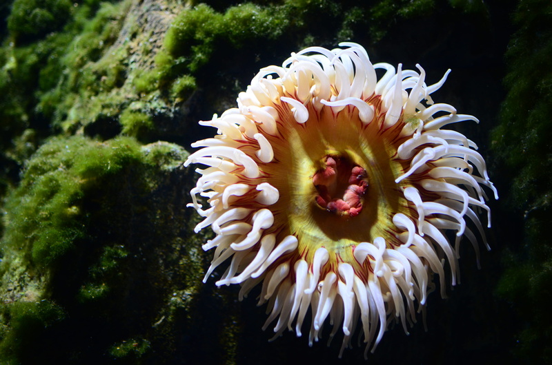 seashell, green, amphiprion, fish, rock beauty, animal themes, marine, beauty in nature, close-up, one animal, undersea, reef, clam, underwater, animal wildlife