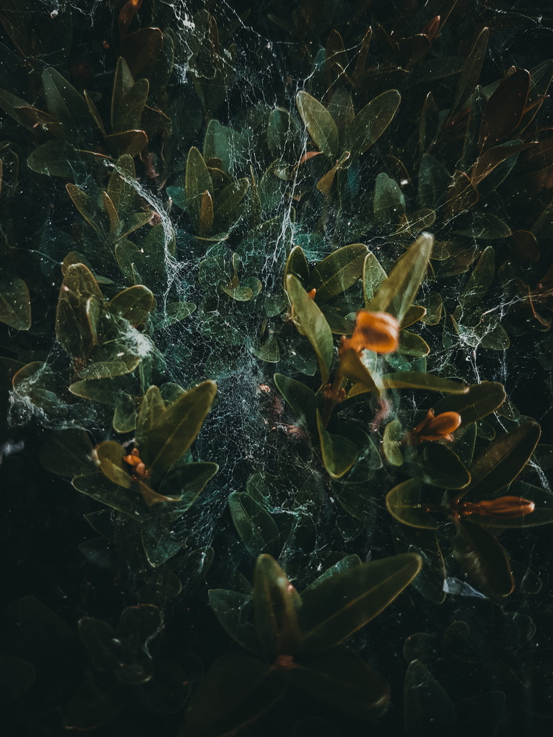 4K, nature, carp, coral reef, reef, land, plant, fractal, vulnerability, fragility, beauty in nature, amphiprion, field, fish, koi, selective focus, plant part