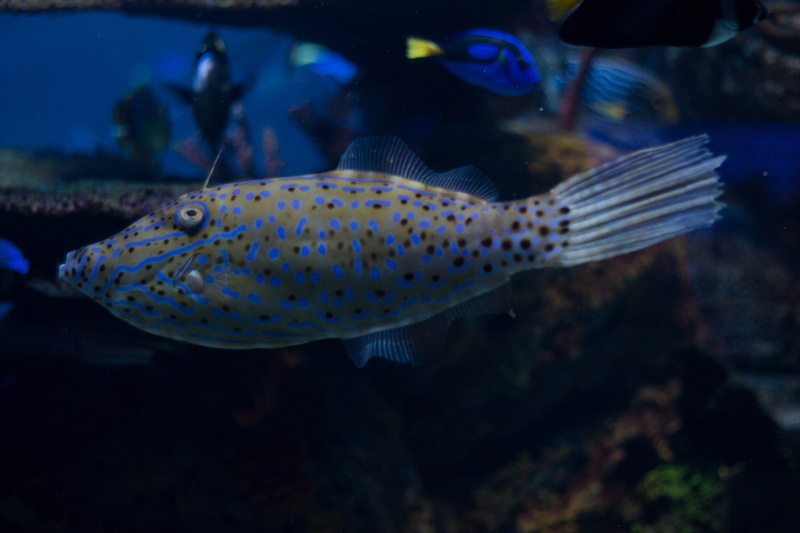 outdoors, sea life, no people, nature, coho, swimming, reef, water, animals in the wild, aquarium, spotted, 5K, aquatic, gray, animal themes, puffer, vertebrate
